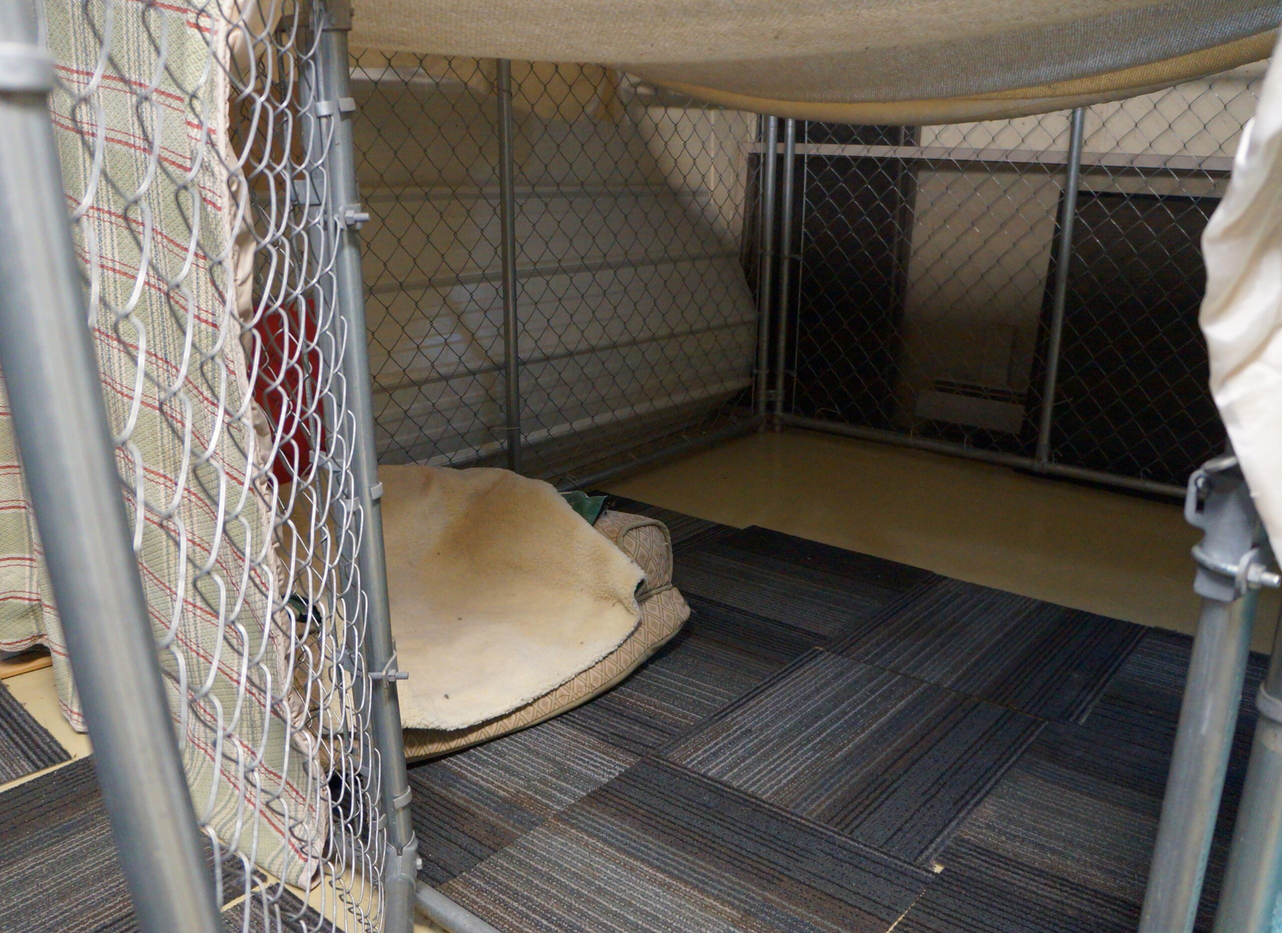 foster puppy set up - photo of dog chain link kennel draped with blankets