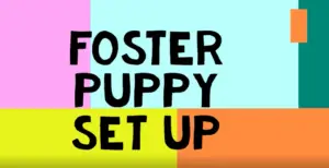 foster puppy set up thumbnail graphic