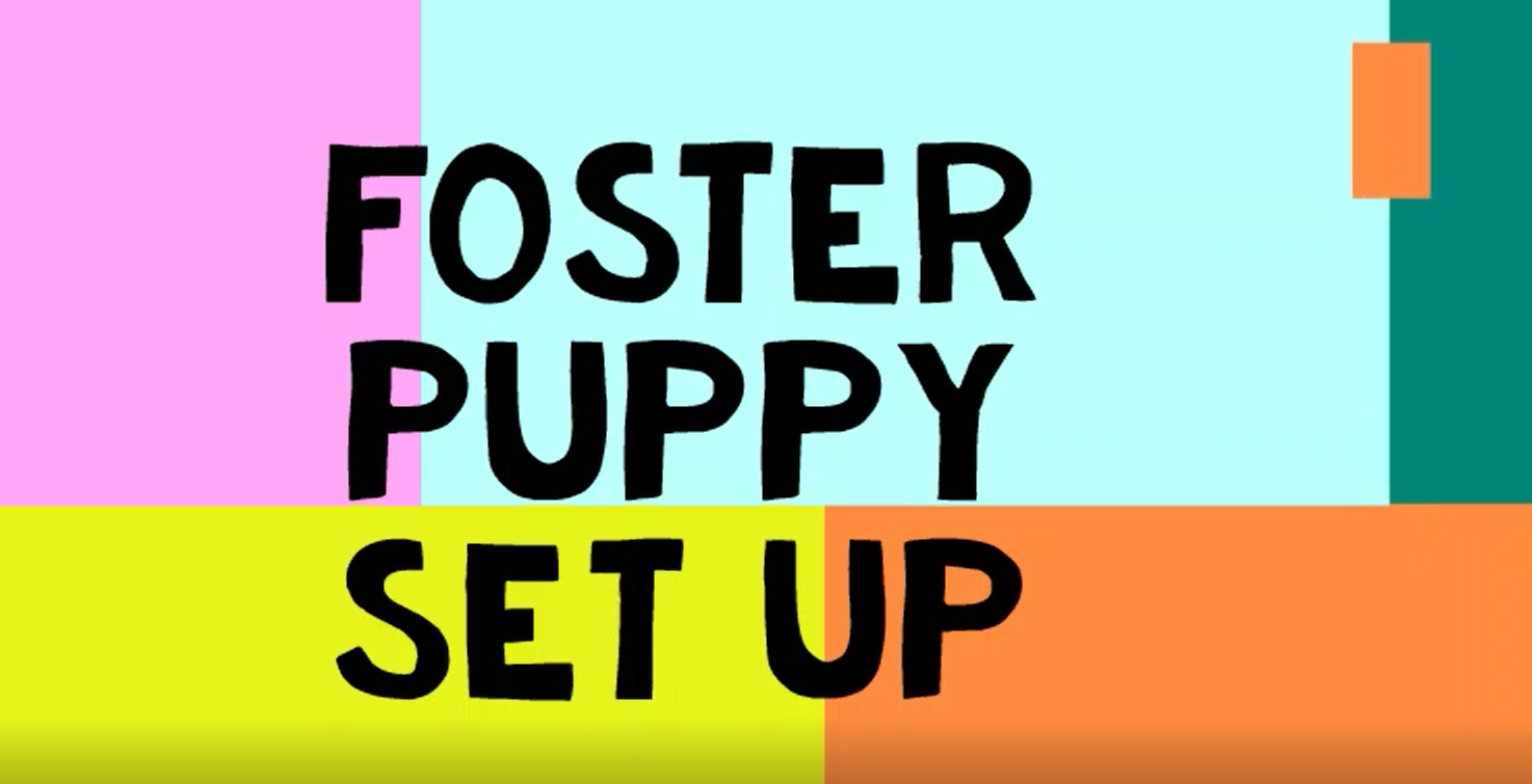 foster puppy set up thumbnail graphic