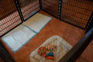 foster puppy set up - photo of x-pen with potty pads, bed, and puppy toys inside (set on red tile floor)