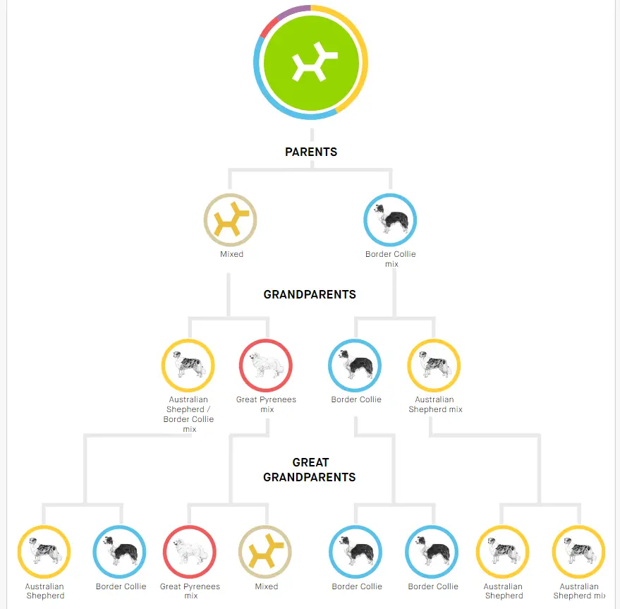 dog dna test results family tree