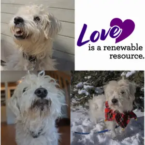cute foster dog dino photo collage