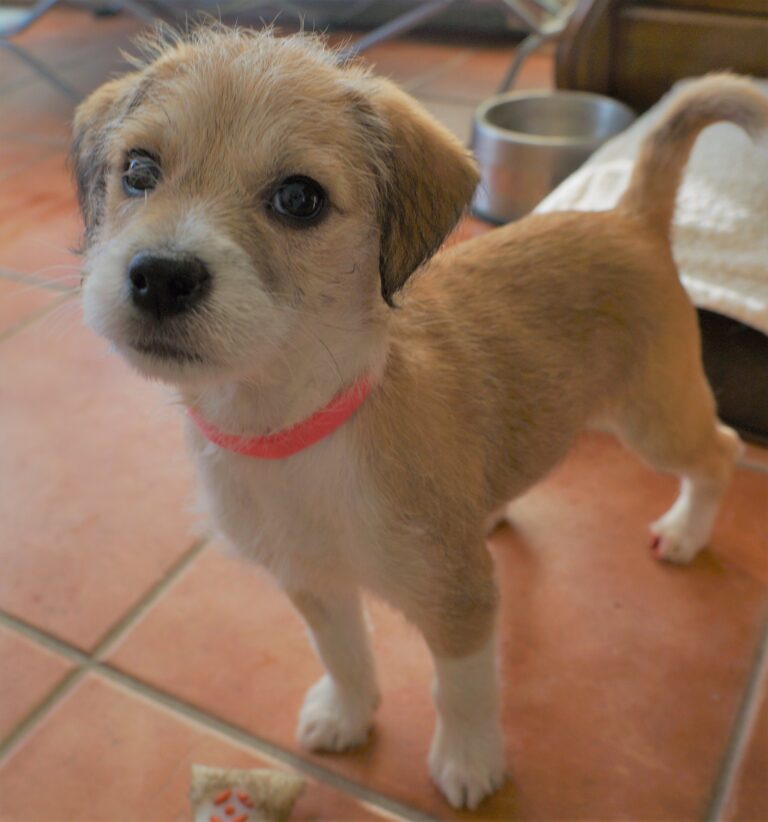 Clients Fired from Veterinary Hospital, Revisited