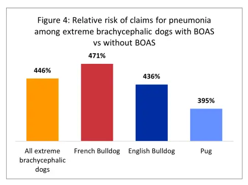 french bulldogs with BOAS risk of pneumonia chart