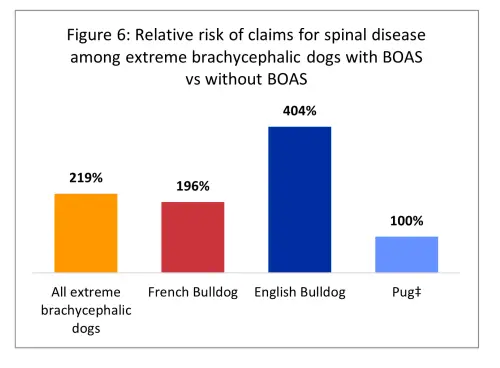 french bulldogs with boas risk of spinal disease
