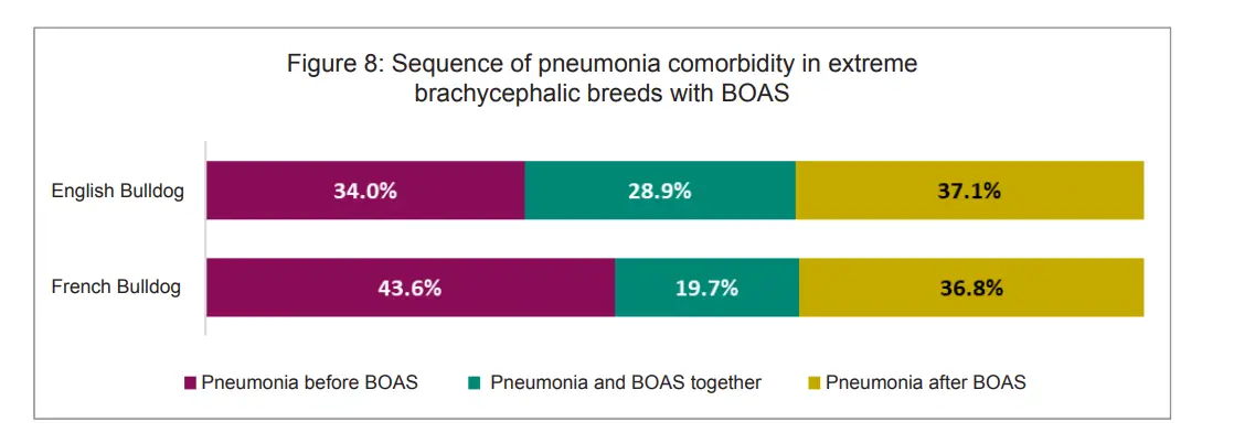 chart showing timing of pneumonia and BOAS diagnoses in extreme brachycephalic dogs