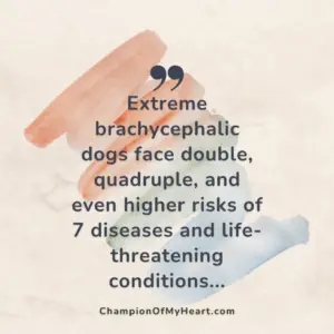 french bulldogs post quote graphic 3