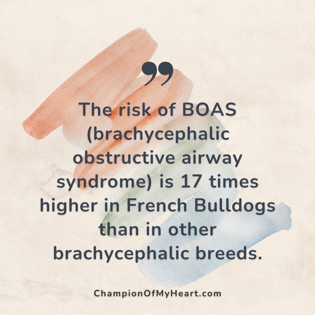 french bulldogs post quote graphic 4
