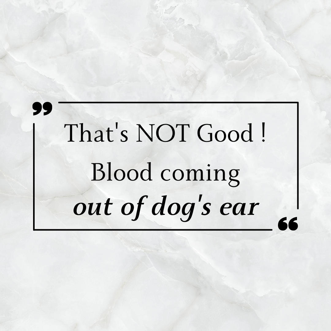 blood coming out of ears of dogs header image -- that's not good!