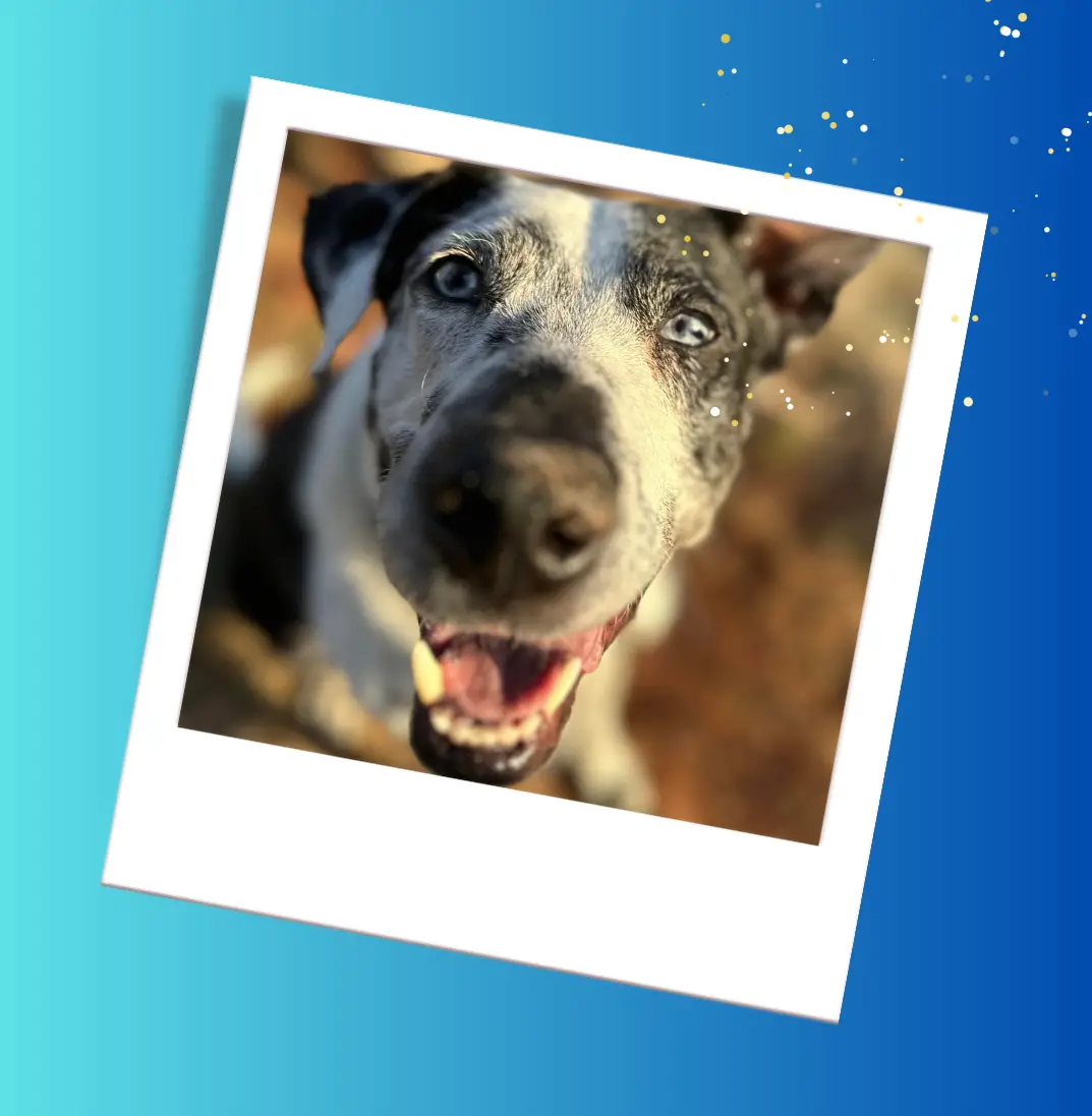 special needs dog Blue photo graphic on blue gradient background