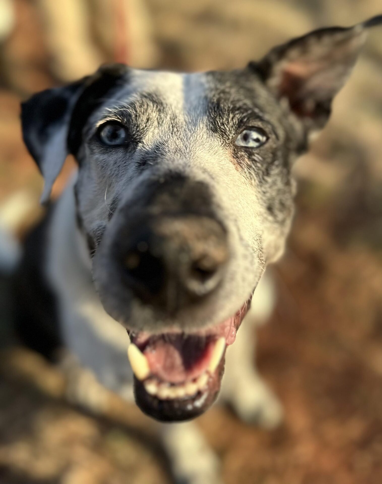 special needs dog blue seeks guide-person