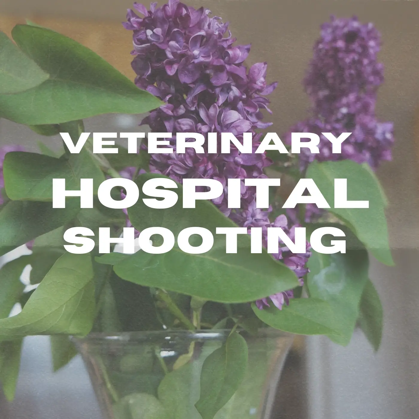Shively Animal Hospital Shooting graphic for article with lilac flowers and white text (2)
