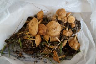 little brown mushrooms toxic to dogs