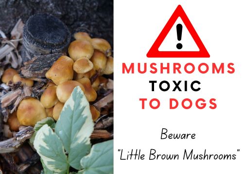 mushrooms toxic to dogs graphic