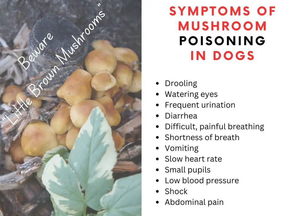 symptoms of mushroom poisoning in dogs