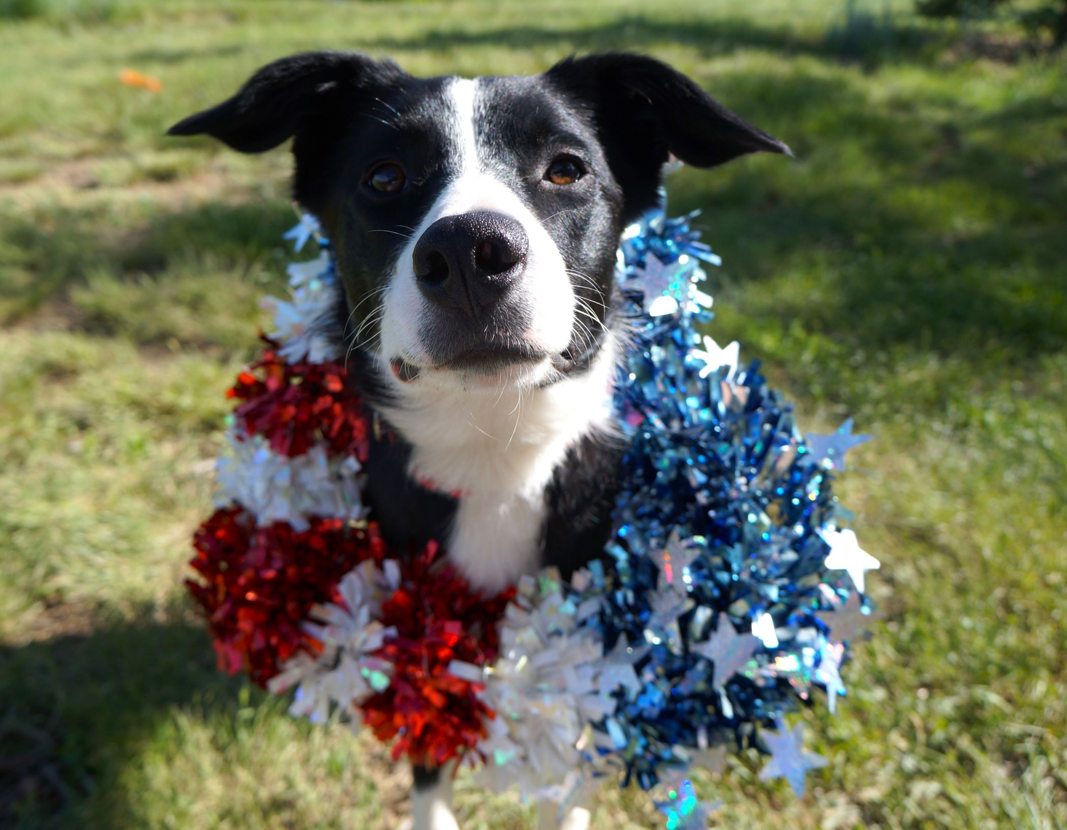 b/w border collie wearing a stars and stripes sparkly heart around his head for July 4