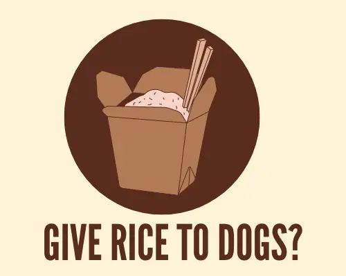 give rice to dogs graphic