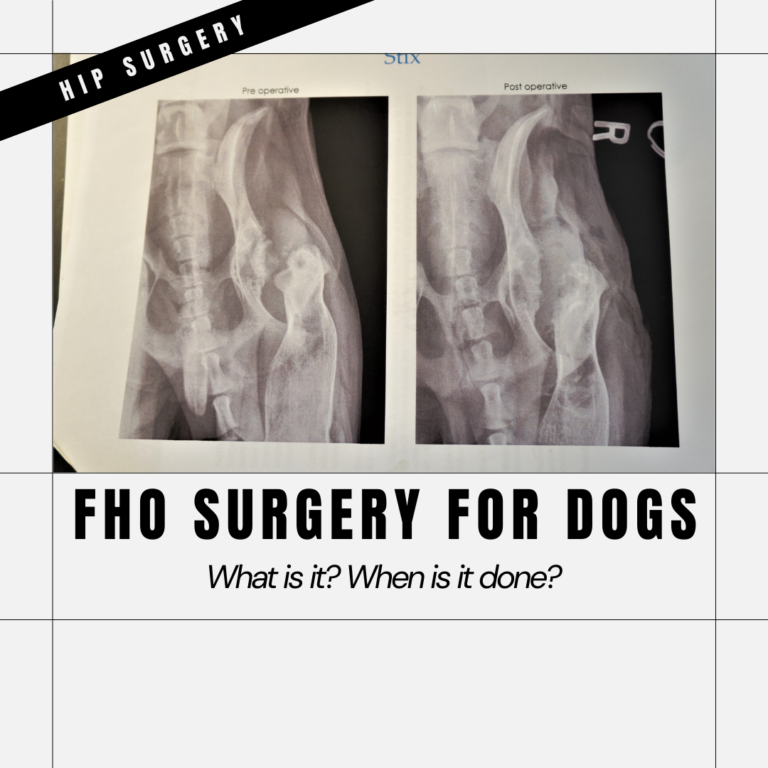 fho surgery dog featured graphic with before & after x-rays