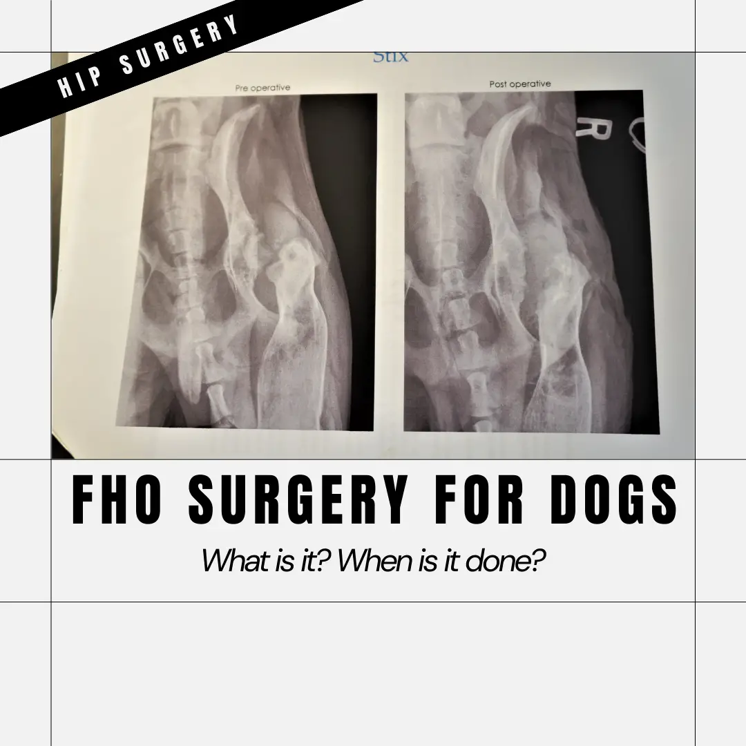 fho surgery dog featured graphic with before & after x-rays