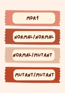 mdr1 dog breeds featured graphic