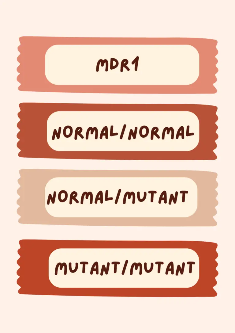 mdr1 dog breeds featured graphic