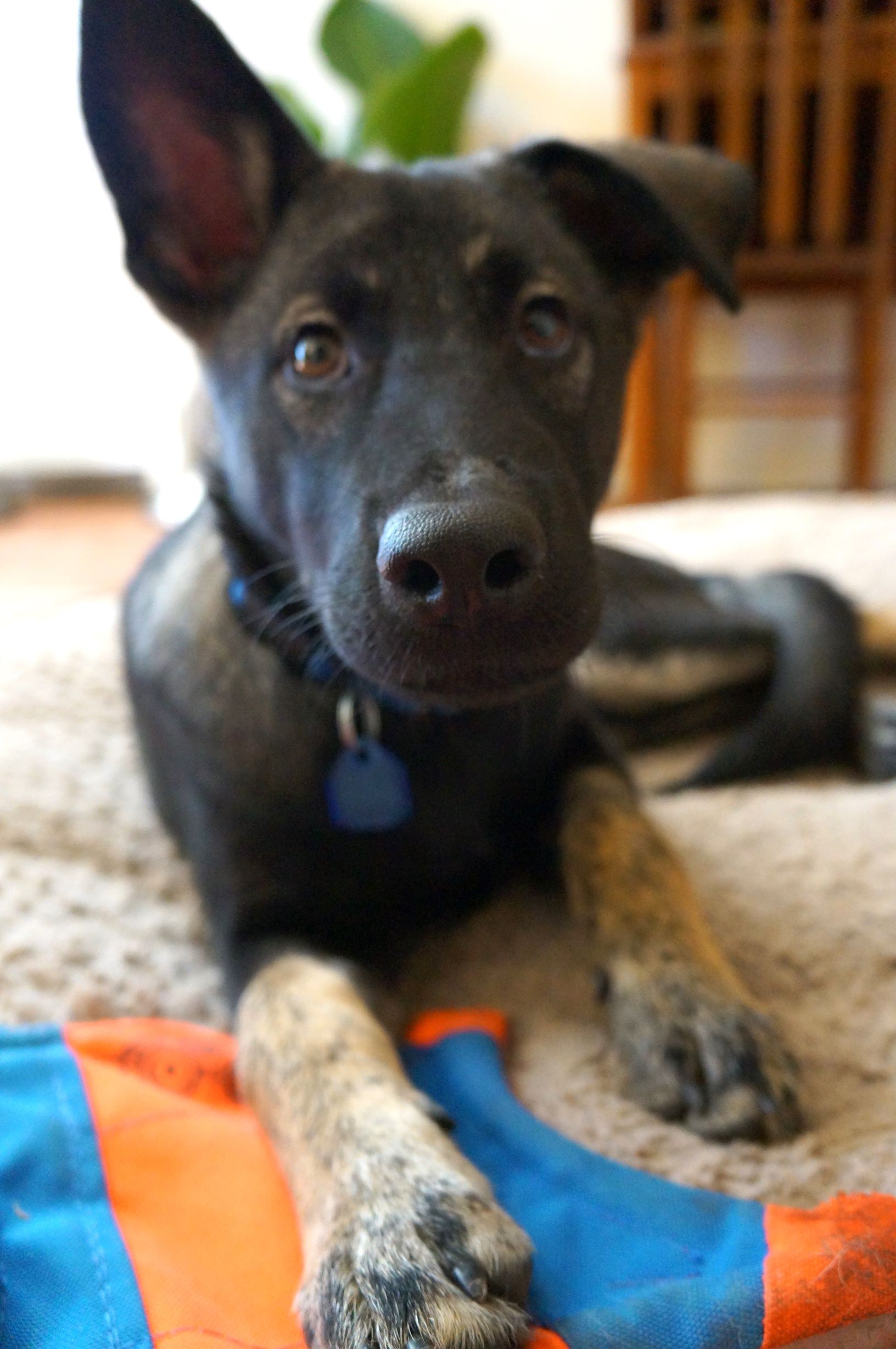 FHO surgery dog - foster puppy GSD mix