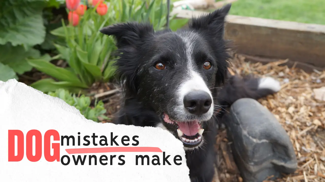 mistakes dog owners make page graphic