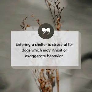 shelter dog behavior after adoption quote graphic 2 shelter dog behavior after adoption quote graphic 2