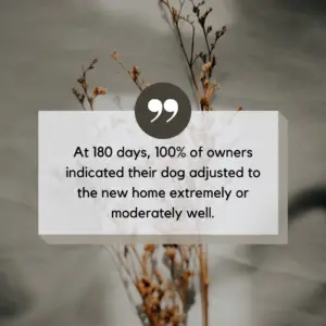 shelter dog behavior after adoption quote graphic 8 shelter dog behavior after adoption quote graphic 8