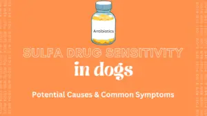 sulfa drug sensitivity in dogs causes and symptoms