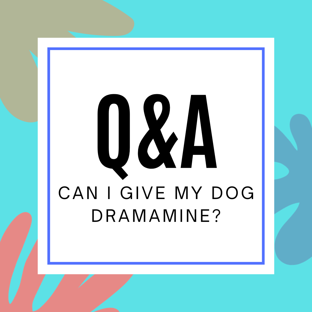Can I Give My Dog Dramamine main graphic