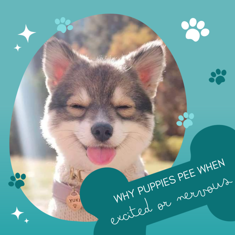 why puppies pee when excited or nervous main graphic - photo of smiling puppy with text in a bone-shaped graphic