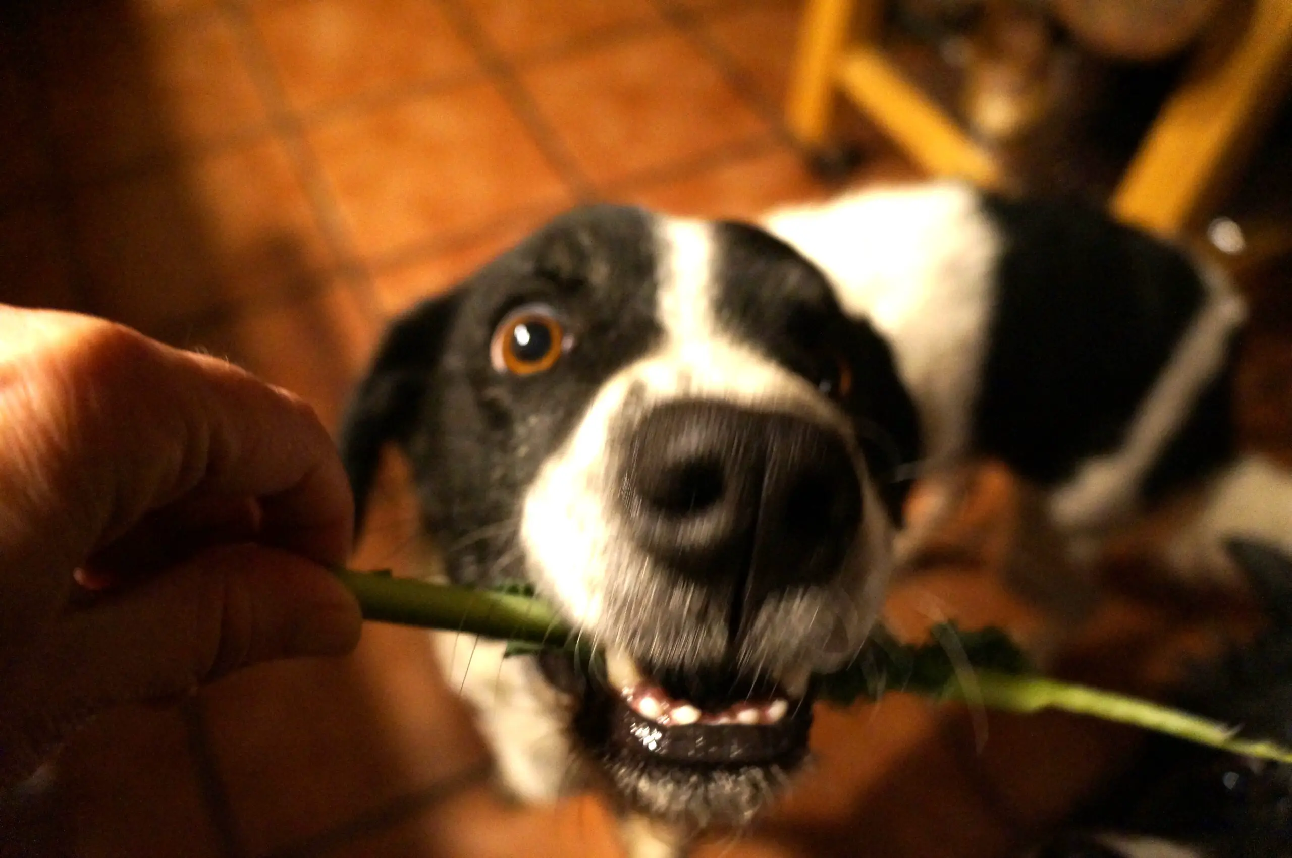 can you give kale to dogs photo 2