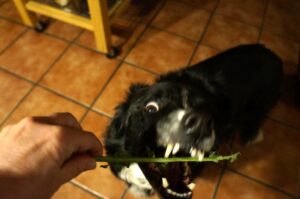 Giving kale to dogs photo 2