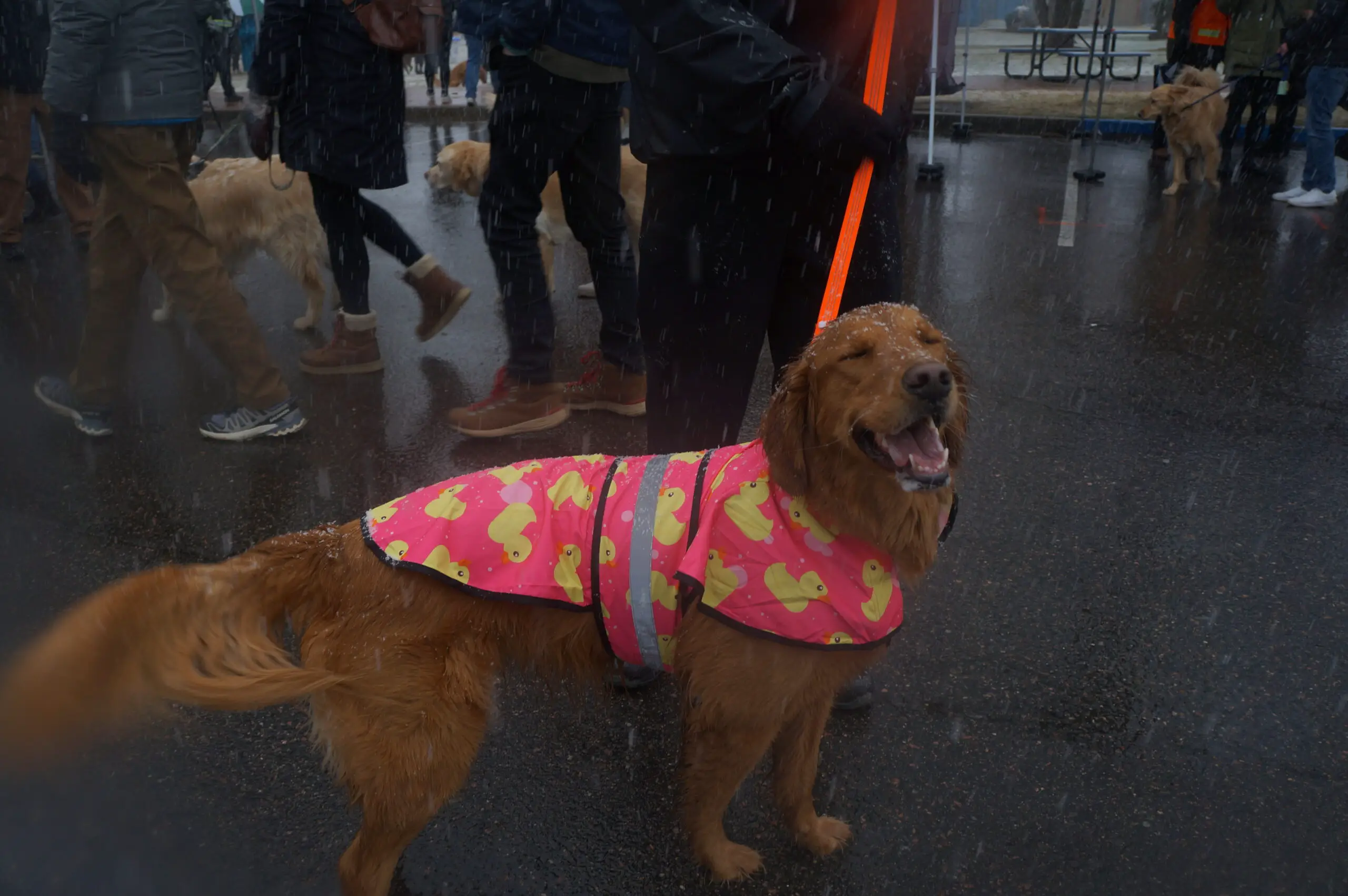 Goldens in Golden photo - cute dog in a rubber-duck rain coat