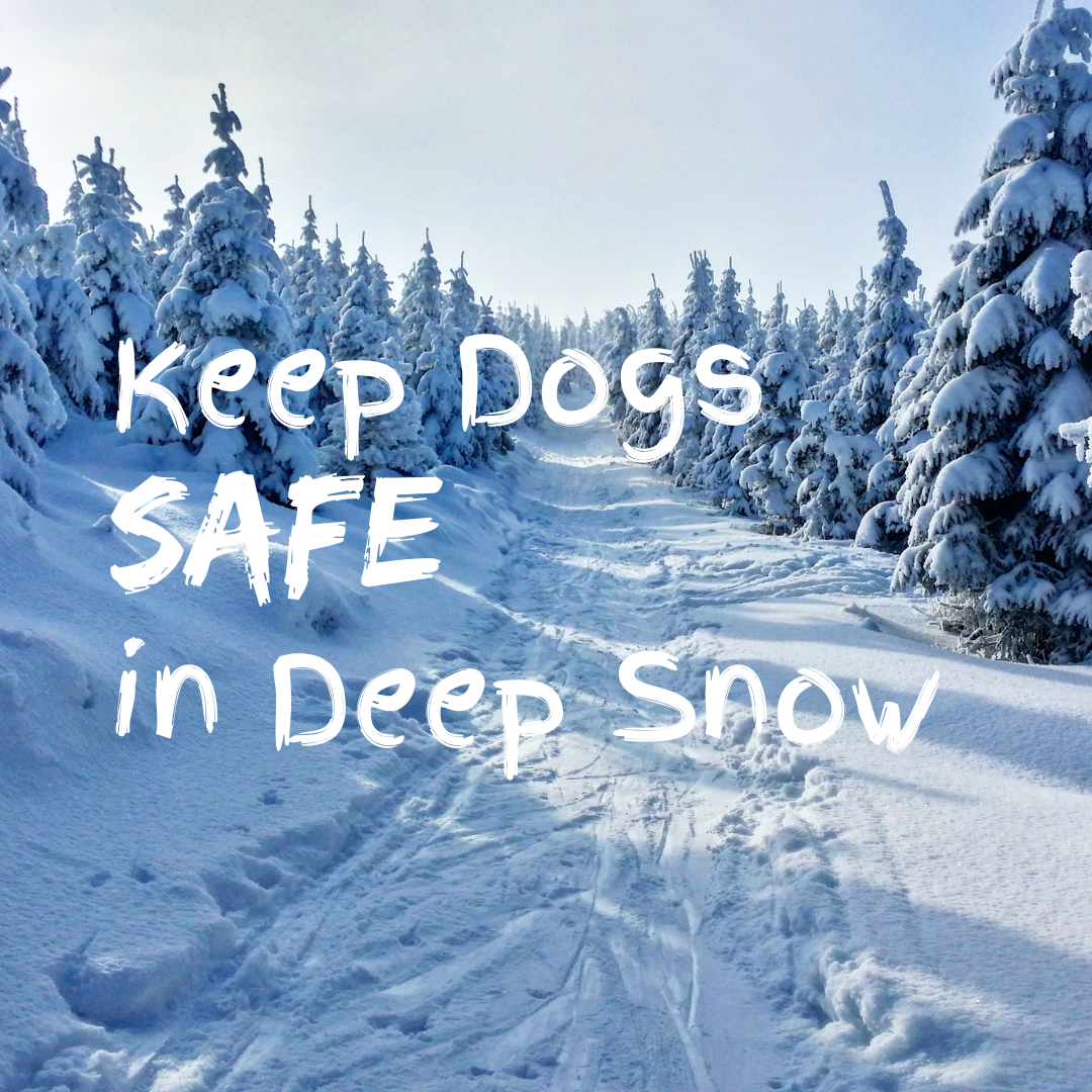 keep dogs safe in snow main graphic