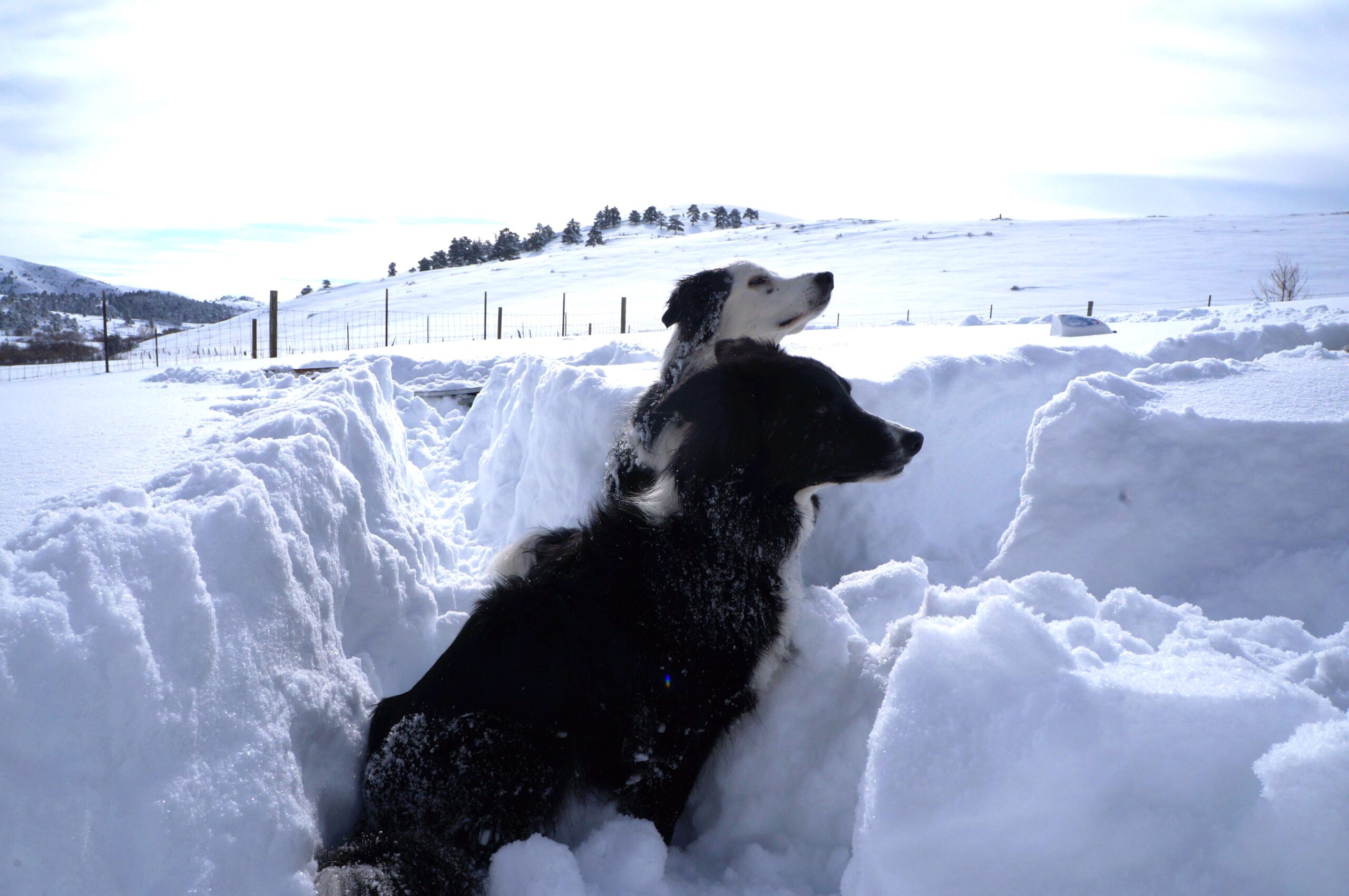 keep dogs safe in snow photo of dogs in deep snow