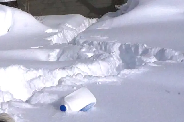 keep dogs safe in snow photo of plastic jug as toy
