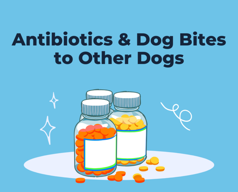 antibiotics and dog bites to other dogs main graphic - cropped