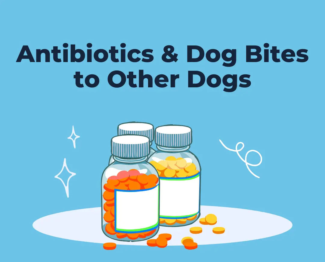 antibiotics and dog bites to other dogs main graphic - cropped