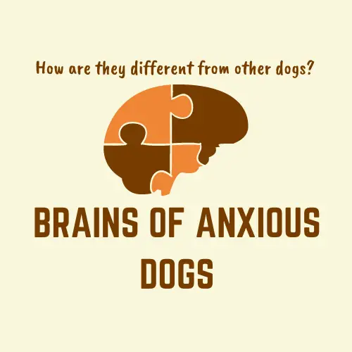 brains of anxious dogs main graphic