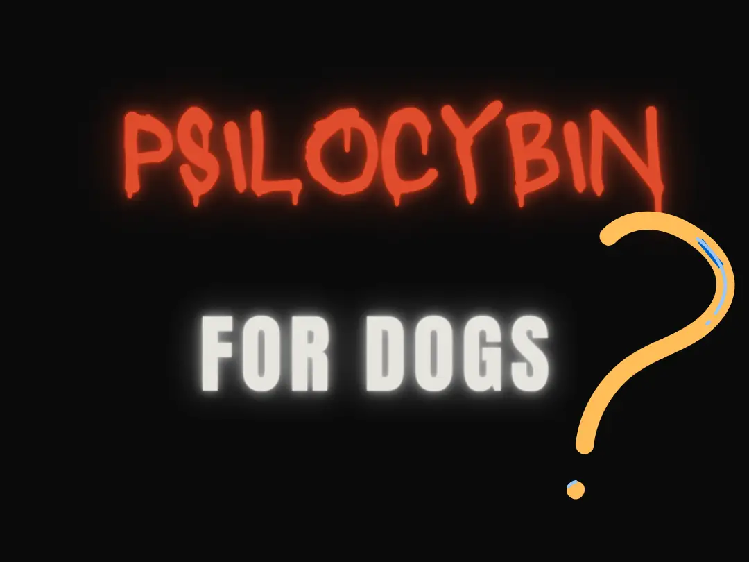 psilocybin for dogs main graphic