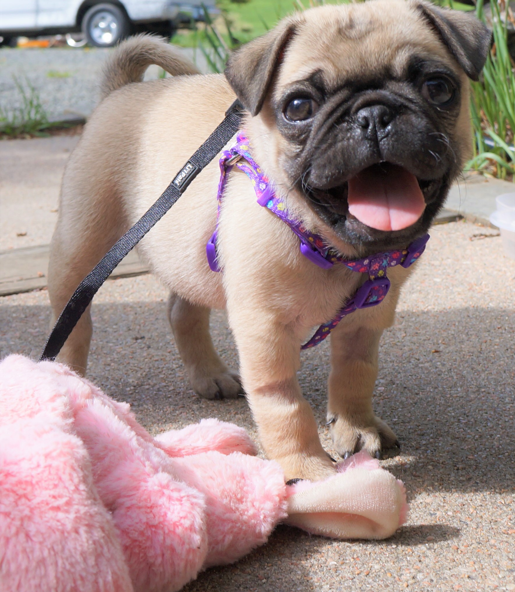 photo of a pug puppy included in review of PD the pug books