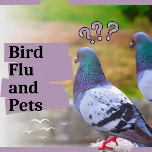 bird flu and pets main graphic featuring colorful pigeons