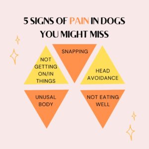 5 Signs of Pain in Dogs You Might Miss main graphic- yellow and orange triangles each with text on them for the 5 signs -- snapping, head avoidance, not eating well, unusual body, not getting on/in things