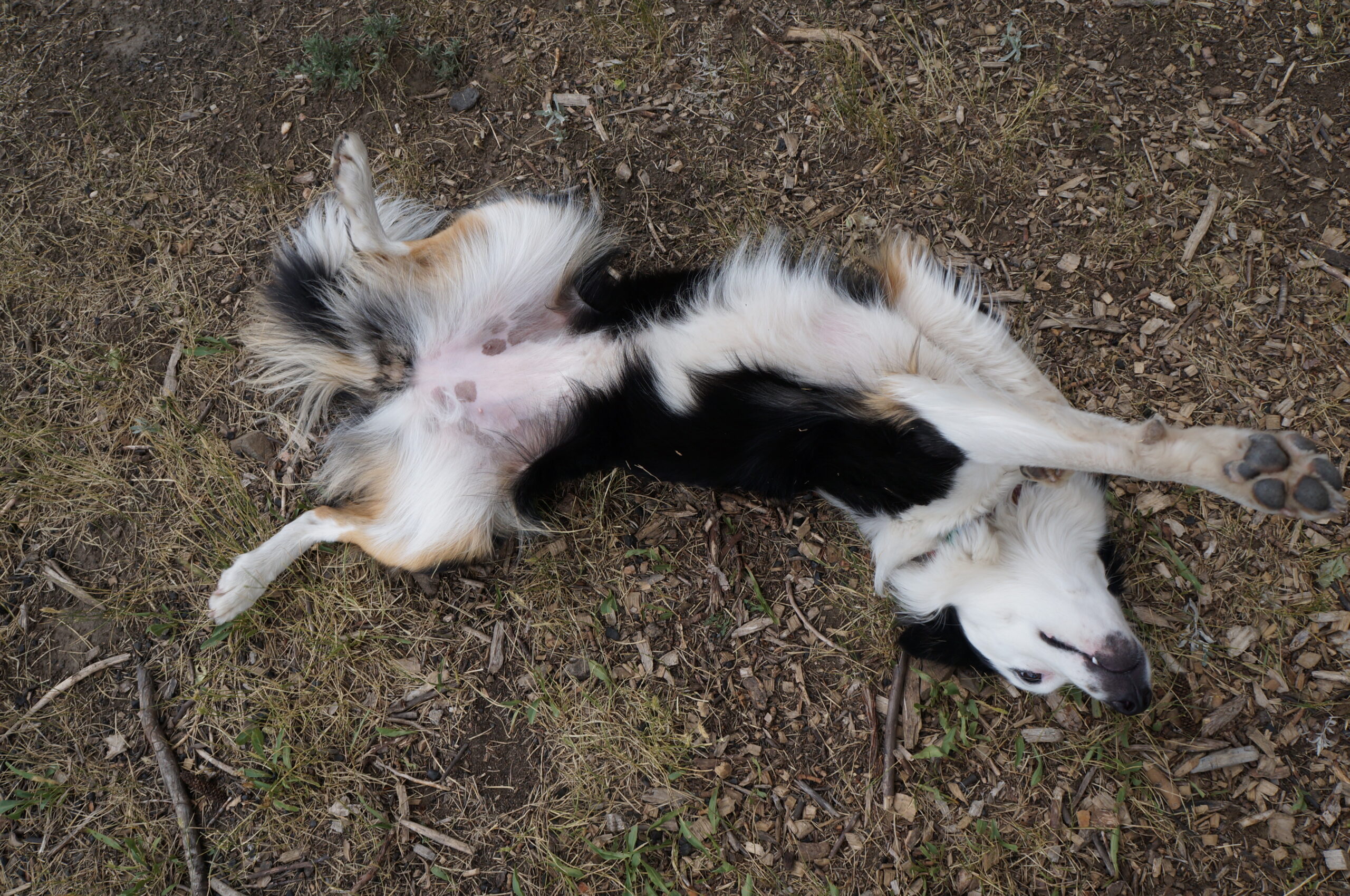 photo of tricolor herding dog lying belly up in the dry grass with her front legs extended