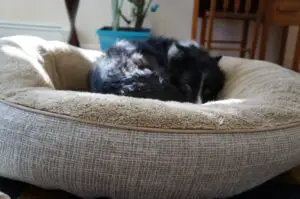 signs of pain in dogs example image -- b/w border collie curled up in an earth-tone colored dog bed with high sides