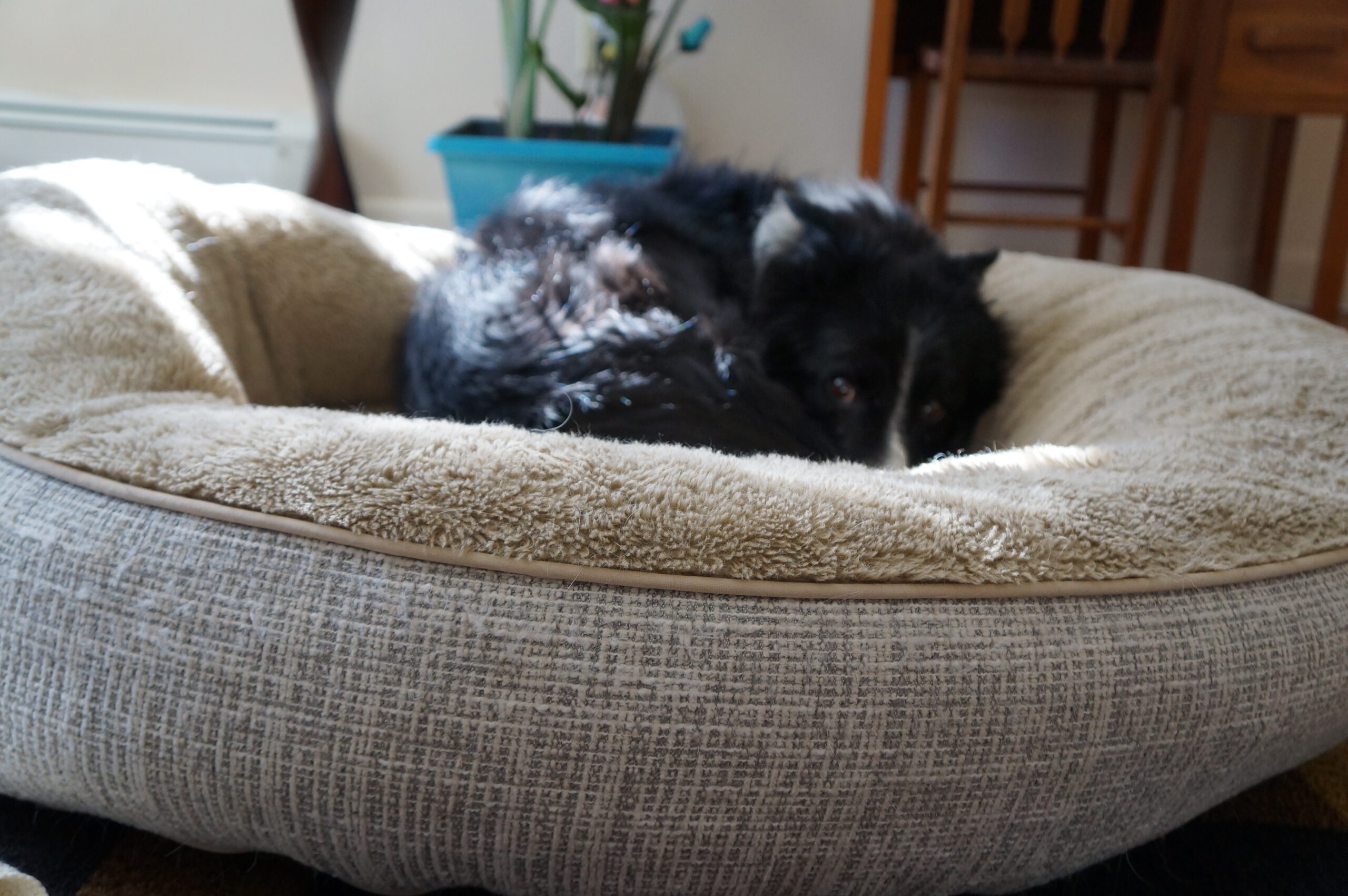 signs of pain in dogs example image -- b/w border collie curled up in an earth-tone colored dog bed with high sides