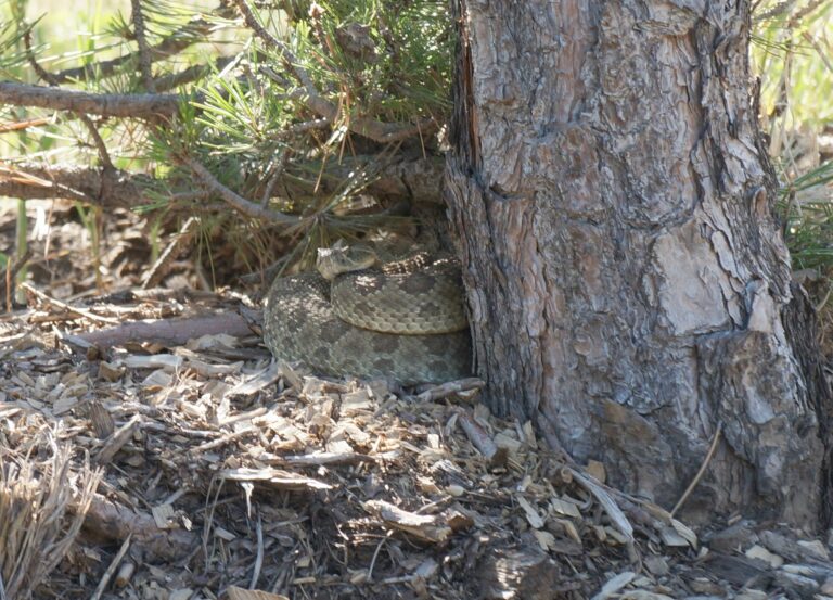 Rattlesnake Vaccine for Dogs main image of rattlesnake curled up at the base of a pine tree