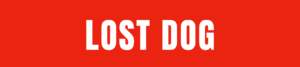 lost pets post featured graphic - red box with lost dog in white letters